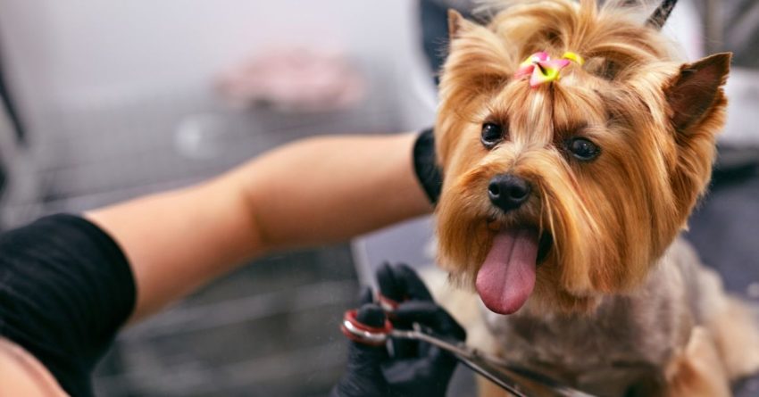 Diamond Dog Grooming Salon-Seasonal Dog Grooming Tips